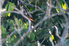 Alouatta seniculus