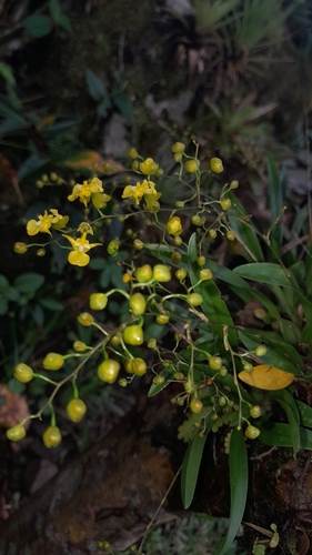Oncidium cheirophorum (Oncidium cheirophorum)