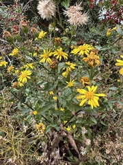 Heterotheca subaxillaris