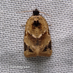 Neocalyptis liratana