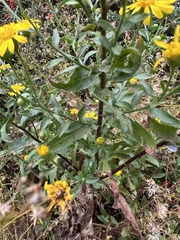 Heterotheca subaxillaris