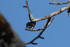 Hemithraupis flavicollis