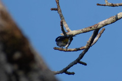 Hemithraupis flavicollis