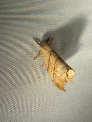 Drepana bilineata
