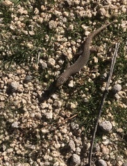 Xantusia vigilis