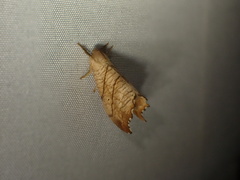 Drepana bilineata