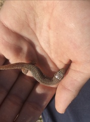 Xantusia vigilis