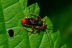 Cantharis nigricans