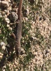 Xantusia vigilis