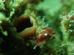 Pyura chilensis