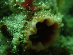 Pyura chilensis