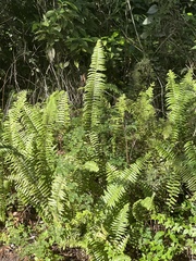 Nephrolepis exaltata