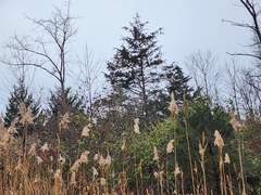 Juniperus virginiana virginiana