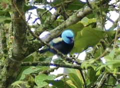 Stilpnia cyanicollis