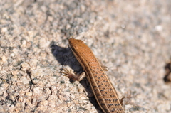 Trachylepis varia