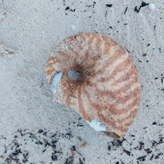 Nautilus macromphalus