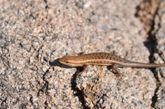 Trachylepis varia