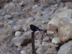 Onychognathus tristramii