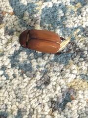 Melolonthinae