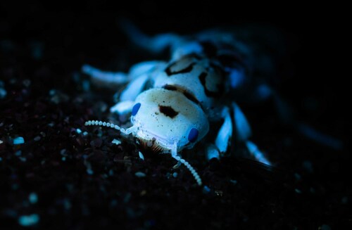 Pictured Rove Beetle photo 3