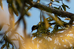 Hemithraupis flavicollis