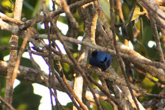 Cyanerpes caeruleus