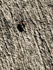 Stenomacra marginella