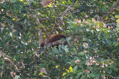 Alouatta seniculus