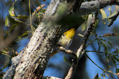 Hemithraupis flavicollis