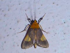 Ulopeza
