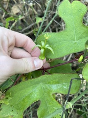 Passiflora viridiflora