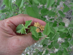 Abutilon incanum