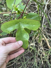 Passiflora viridiflora