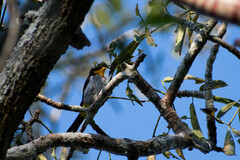 Hemithraupis flavicollis