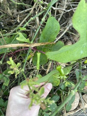 Passiflora viridiflora