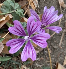 Malva sylvestris
