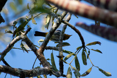 Hemithraupis flavicollis