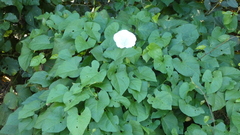 Calystegia silvatica
