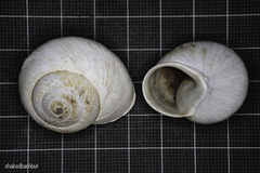 Levantina spiriplana
