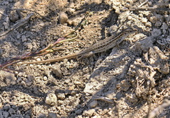 Psammodromus hispanicus