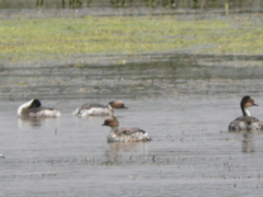 Podiceps occipitalis
