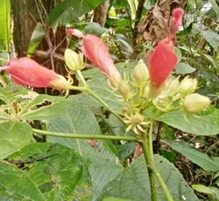 Malvaviscus arboreus