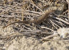 Psammodromus hispanicus