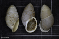 Buliminus labrosus labrosus