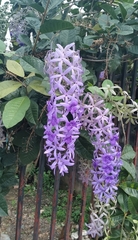 Petrea volubilis