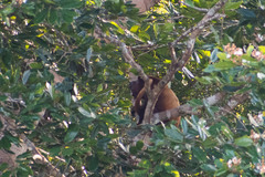 Alouatta seniculus