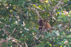Alouatta seniculus
