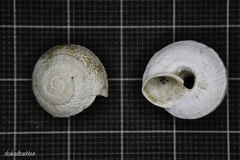 Sphincterochila cariosa