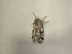 Panthea acronyctoides