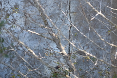 Pyrus bourgaeana